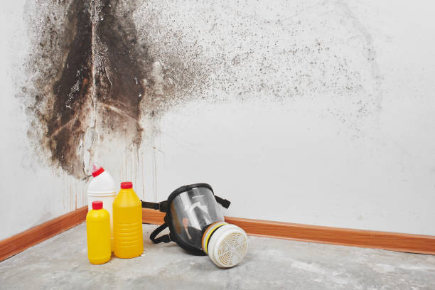 Best Certified Mold Removal  in Kaibito, AZ