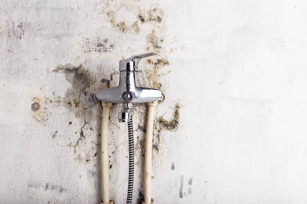Best Mold Remediation  in Kaibito, AZ
