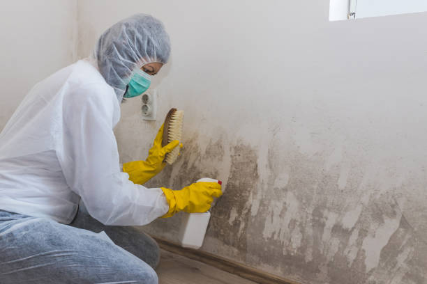 Best Attic Mold Removal  in Kaibito, AZ