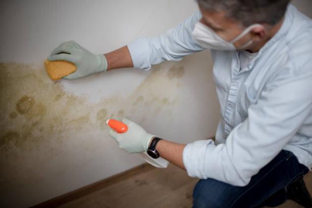 Best Home Mold Removal  in Kaibito, AZ
