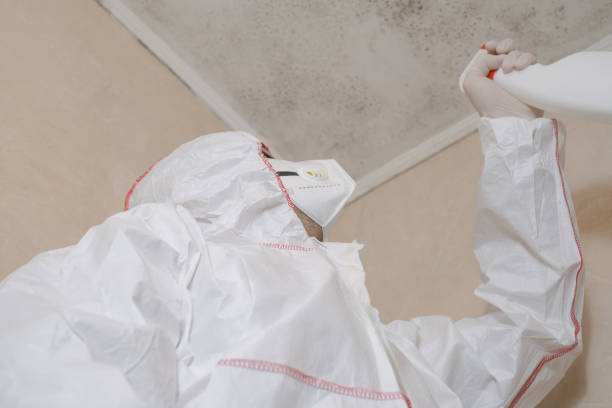 Mold Removal and Inspection in Kaibito, AZ