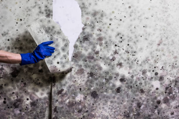 Best Mold Remediation Services  in Kaibito, AZ